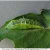 pi brassicae pupa1 volg